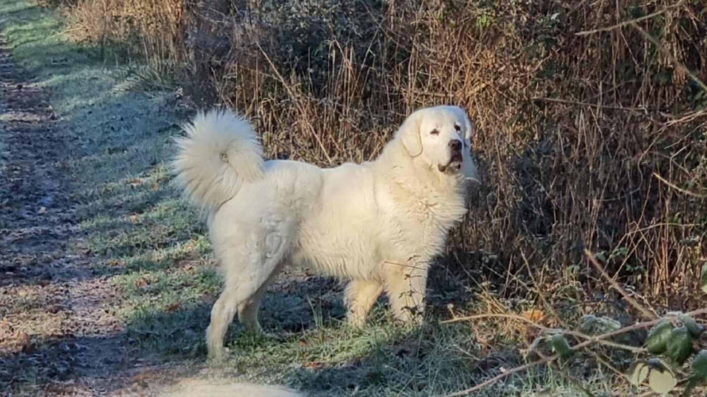 Ichi masaru taezhnoe divo