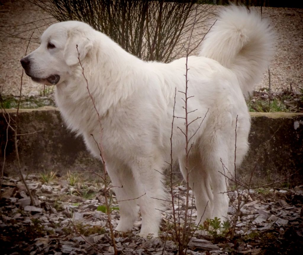 taezhnoe divo Ichi masaru