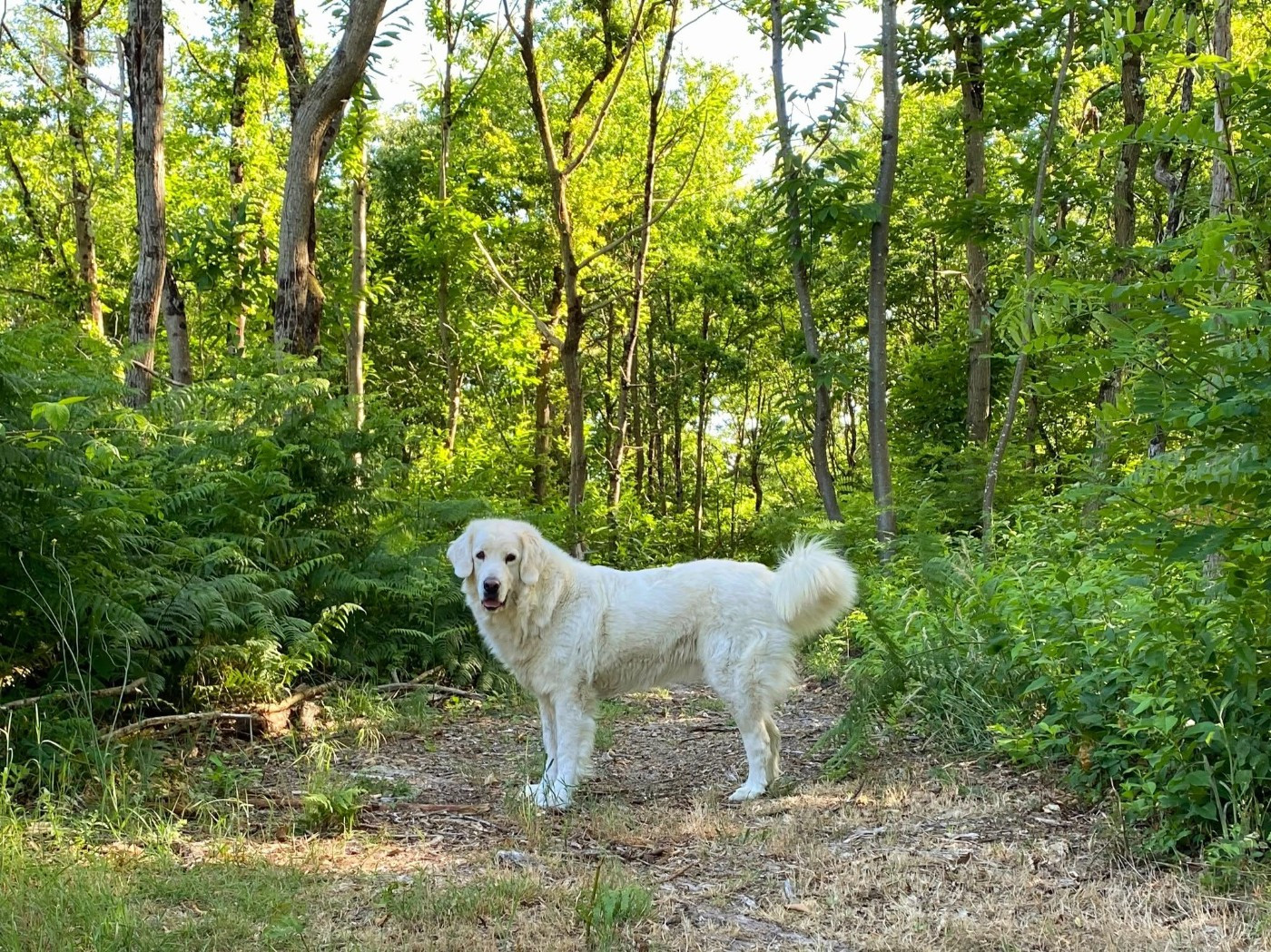 Ima akemi taezhnoe divo