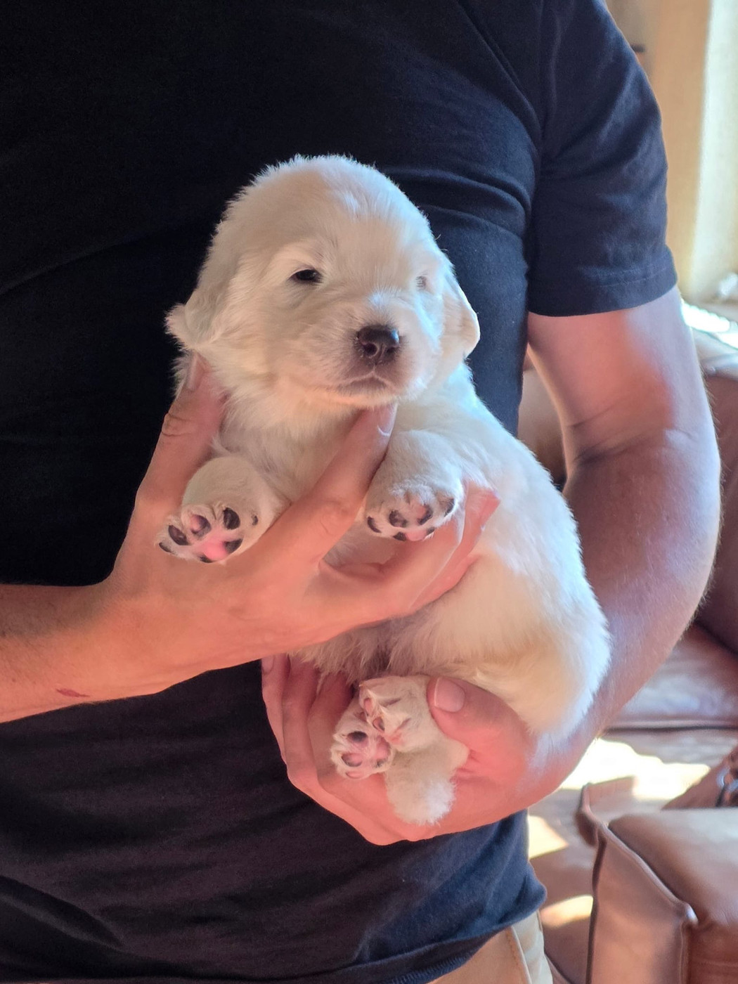 De L'Orri De Nomios - Chiots disponibles - Berger de Podhale - Tatra