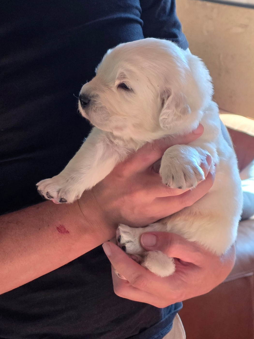 De L'Orri De Nomios - Chiots disponibles - Berger de Podhale - Tatra