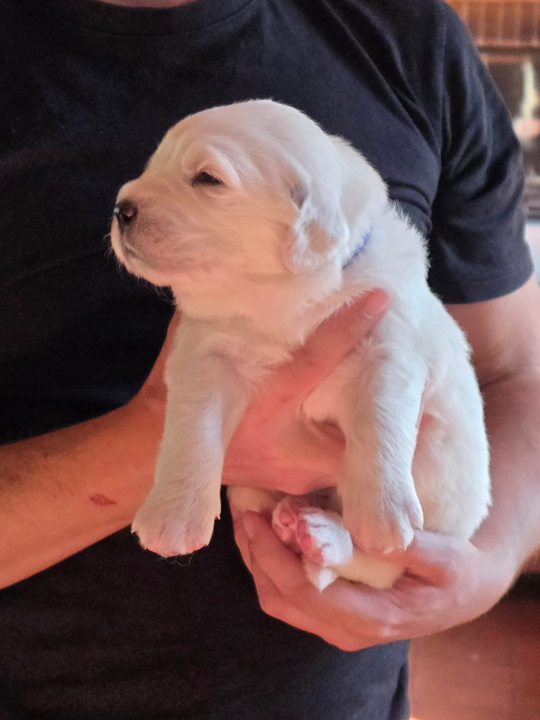 De L'Orri De Nomios - Chiots disponibles - Berger de Podhale - Tatra