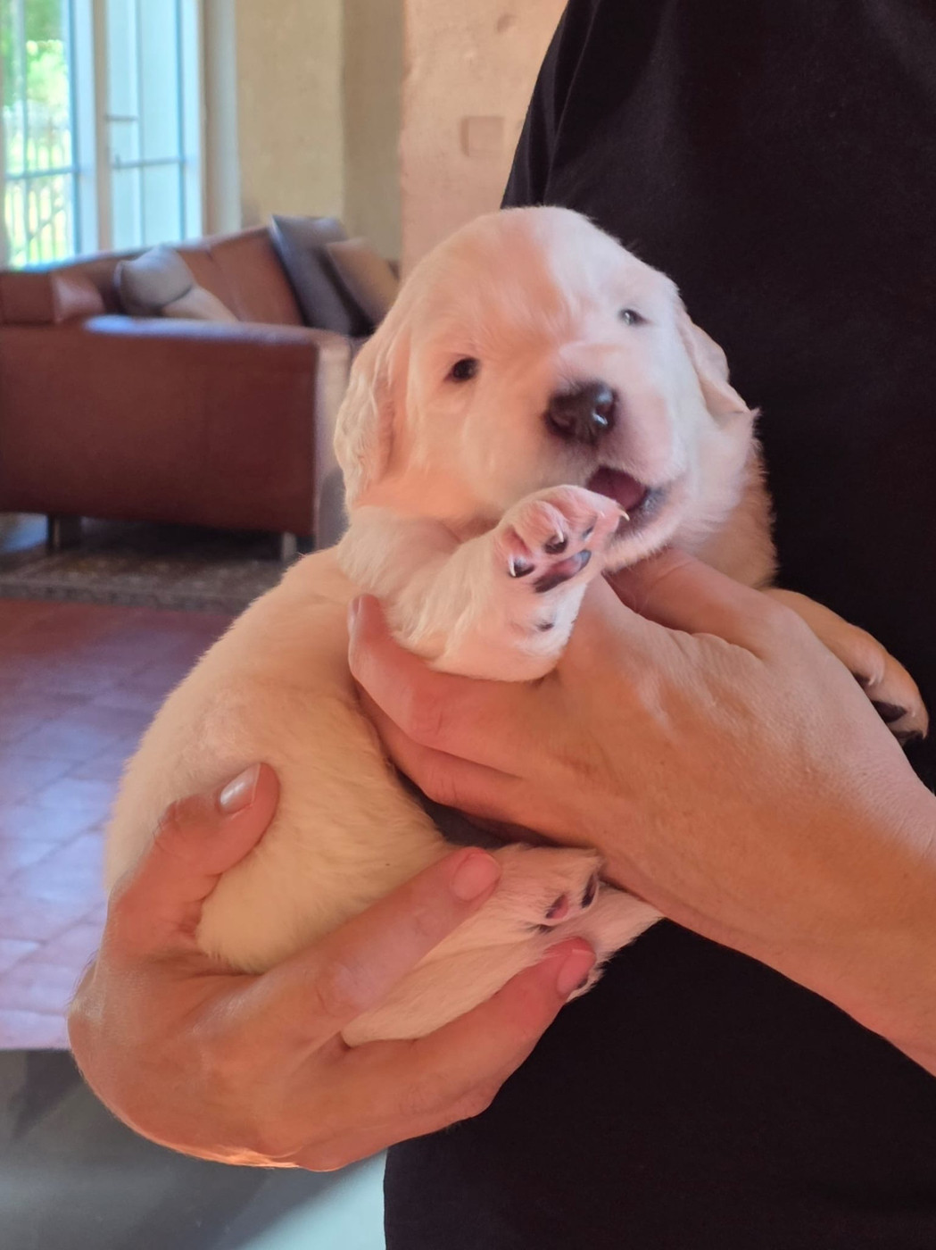 De L'Orri De Nomios - Chiots disponibles - Berger de Podhale - Tatra